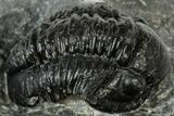 Detailed Gerastos Trilobite Fossil - Morocco #311248-2